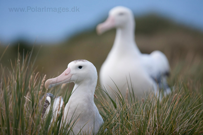 Wandering albatross, Prion Island, South Georgia__MG_3414