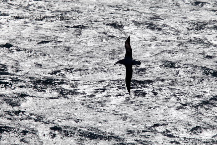 Wandering albatross, Southern Ocean_MG_1639