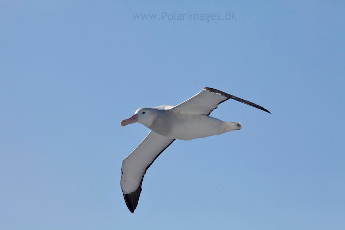 Wandering albatross, Southern Ocean_MG_1646