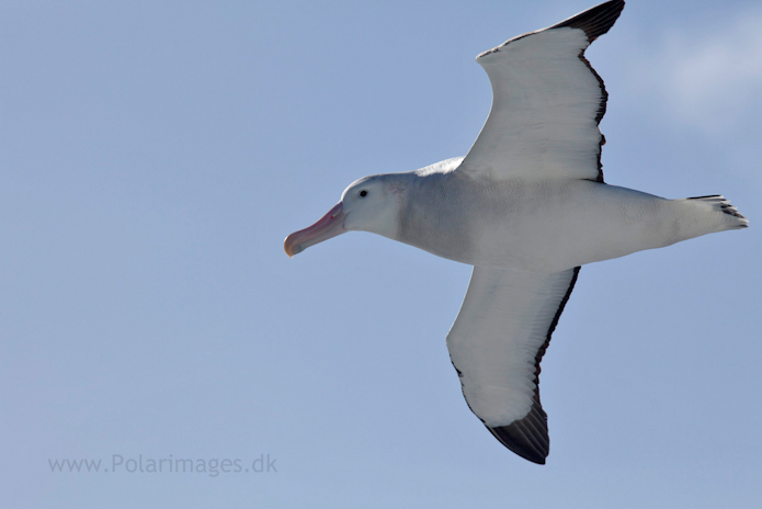 Wandering albatross, Southern Ocean_MG_1647