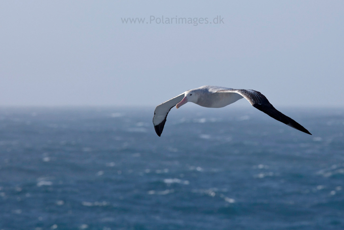 Wandering albatross, Southern Ocean_MG_1649