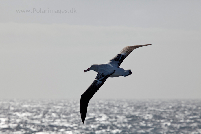 Wandering albatross, Southern Ocean_MG_1650