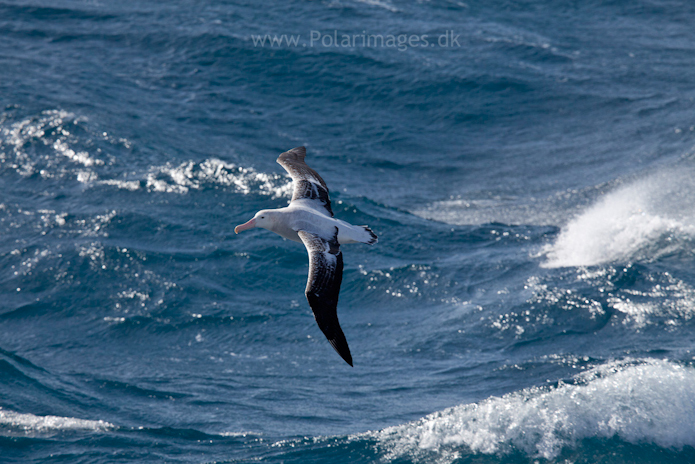 Wandering albatross, Southern Ocean_MG_1652