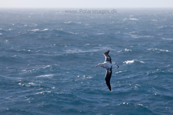 Wandering albatross, Southern Ocean_MG_1655