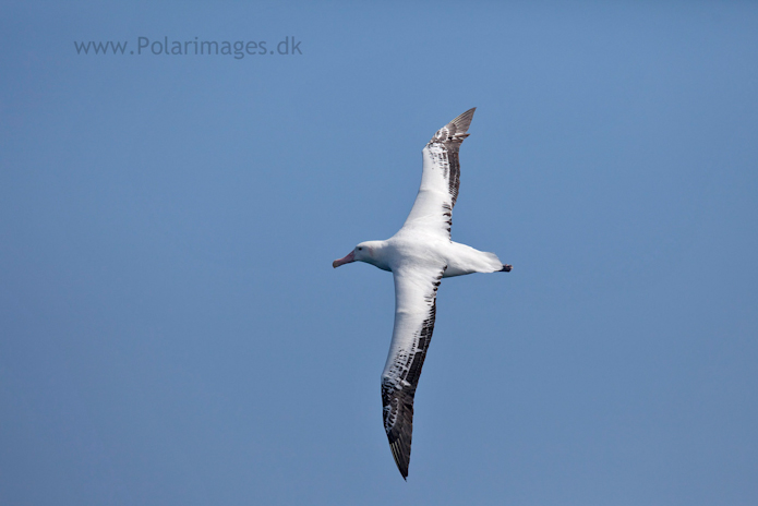 Wandering albatross, Southern Ocean_MG_9444