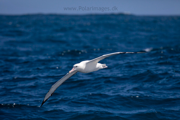 Wandering albatross, Southern Ocean_MG_9464