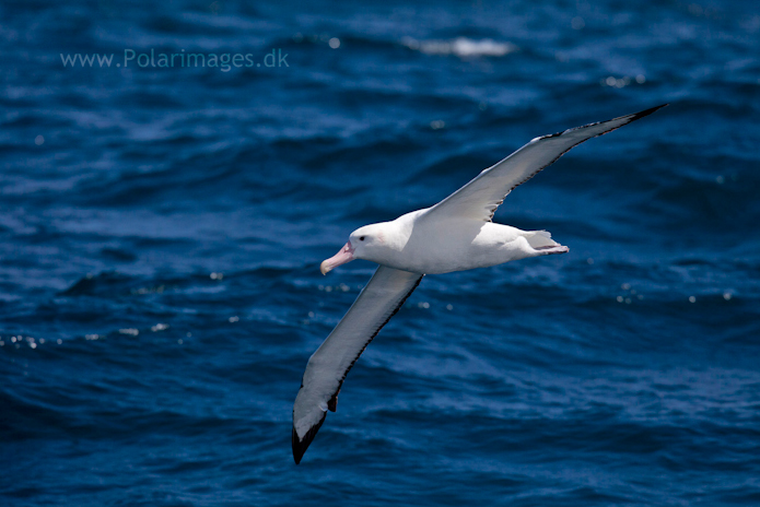 Wandering albatross, Southern Ocean_MG_9466