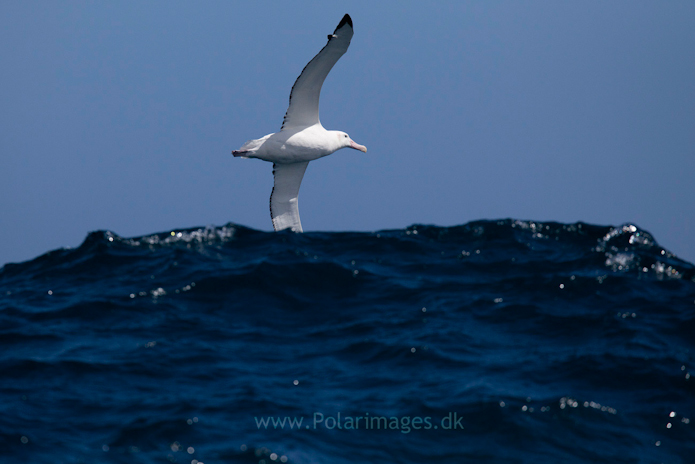 Wandering albatross, Southern Ocean_MG_9490
