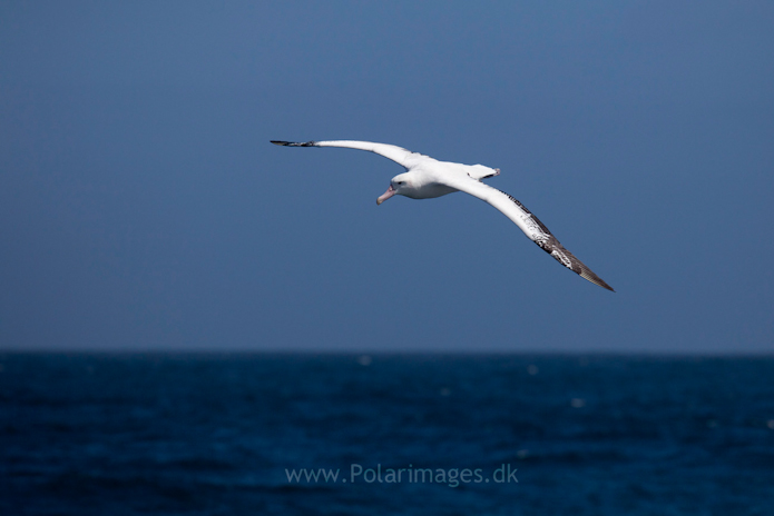 Wandering albatross, Southern Ocean_MG_9520