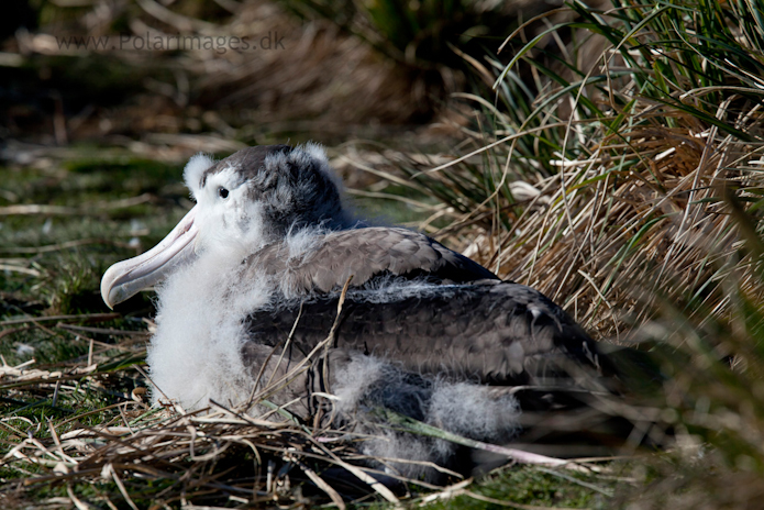 Wandering albatross chick, 12 Nov 2010, Prion Island_MG_8706