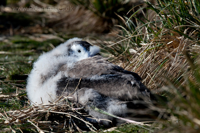 Wandering albatross chick, 12 Nov 2010, Prion Island_MG_8708