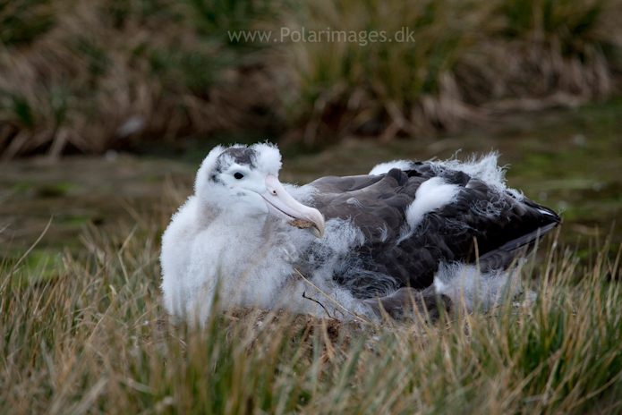 Wandering albatross chick, 24 Oct 2010, Prion Island_MG_0705