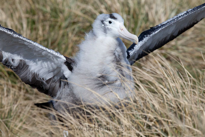 Wandering albatross chick app. 10 months old, Prion Island_MG_1348