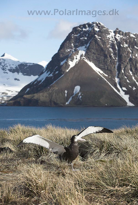 Wandering albatross juvenile, Prion Island, SG, November_MG_7221