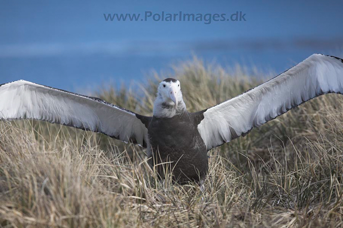 Wandering albatross juvenile, Prion Island, SG, November_MG_7233