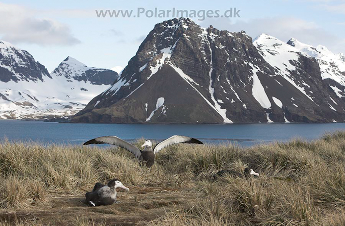 Wandering albatross juvenile, Prion Island, SG, November_MG_7237