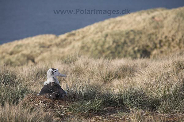 Wandering albatross juvenile, Prion Island, SG, November_MG_7258