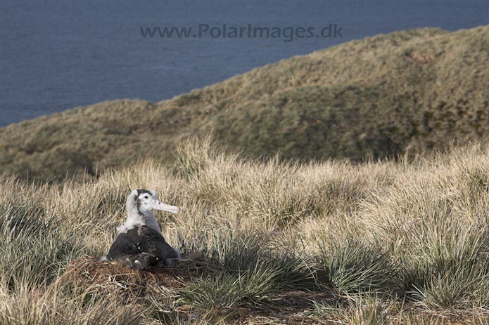 Wandering albatross juvenile, Prion Island, SG, November_MG_7260