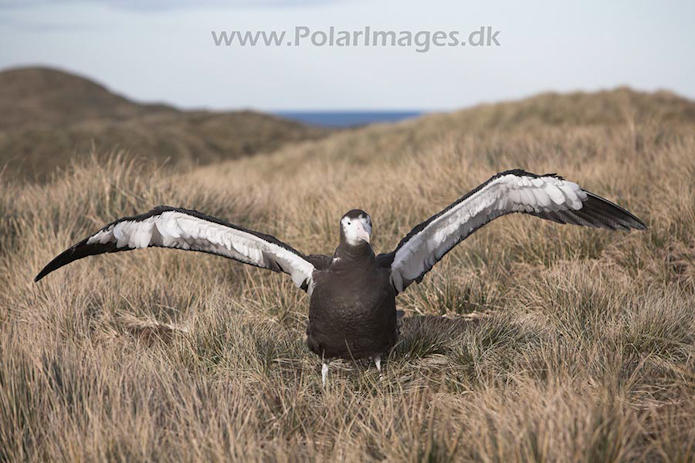 Wandering albatross juvenile, Prion Island, SG, November_MG_7261