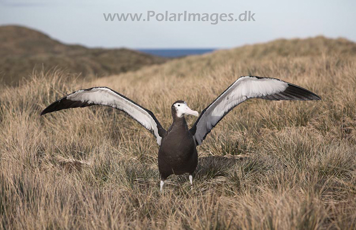 Wandering albatross juvenile, Prion Island, SG, November_MG_7264