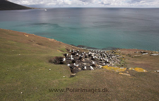 Black-browed albatross, Saunders Island, Falkland Islands_MG_6842