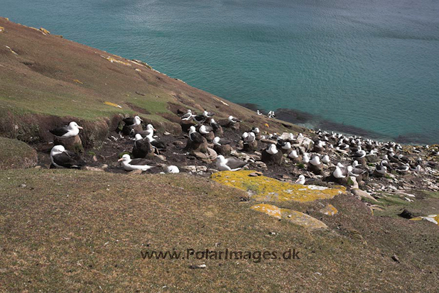 Black-browed albatross, Saunders Island, Falkland Islands_MG_6843