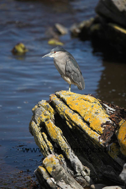 Black-crowned night heron_MG_6836