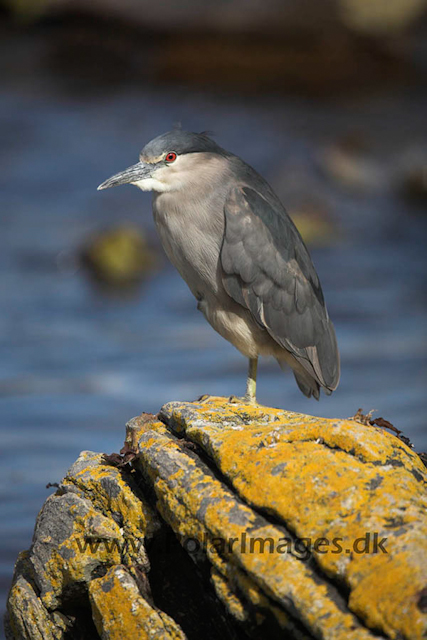 Black-crowned night heron_MG_6840