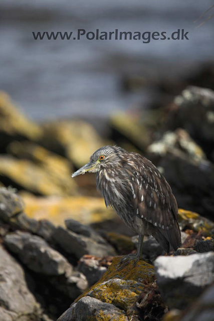 Black-crowned night heron_MG_6857