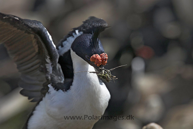 Blue eyed shag, Falkland Islands_MG_6862