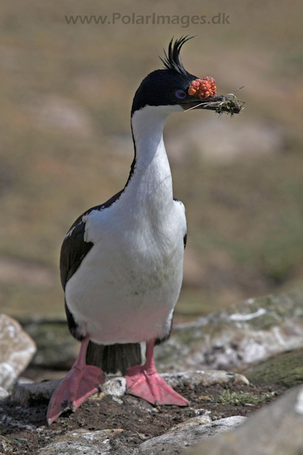 Blue eyed shag, Falkland Islands_MG_6865