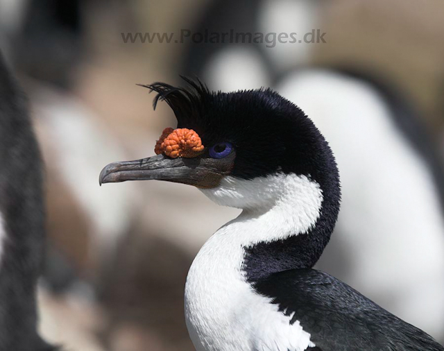 Blue eyed shag, Falkland Islands_MG_6893