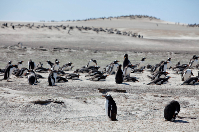 Gentoo penguin rookeries, Saunders Island_MG_9096