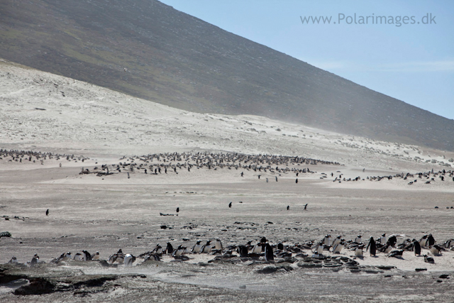 Gentoo penguin rookeries, Saunders Island_MG_9105