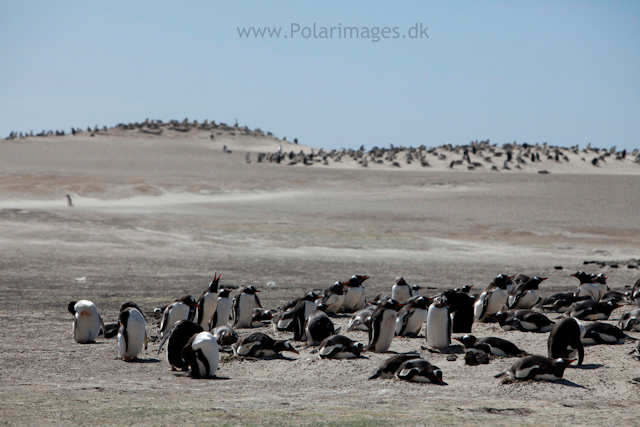 Gentoo penguin rookeries, Saunders Island_MG_9111