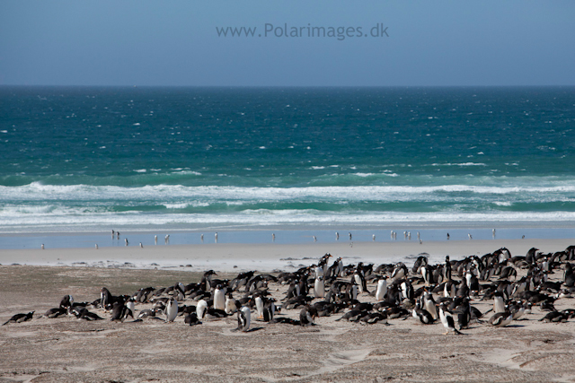 Gentoo penguin rookeries, Saunders Island_MG_9117