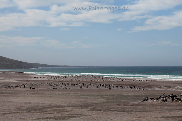 Gentoo penguin rookeries , Saunders Island_MG_9314