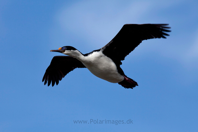 Imperial shag, Saunders Island_MG_9199