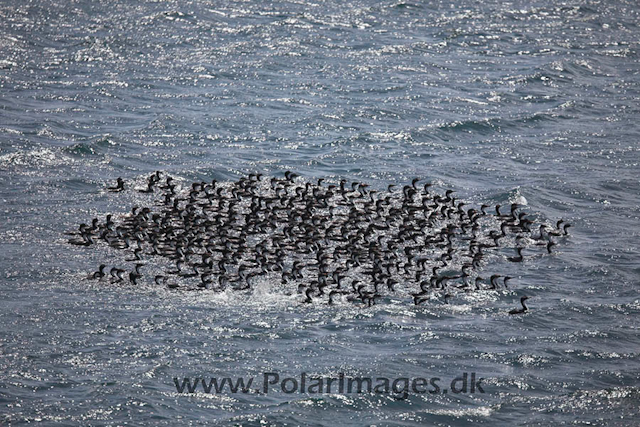 Imperial shags_MG_6821