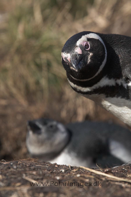 Magellanic penguin, Falkland Islands_MG_1662