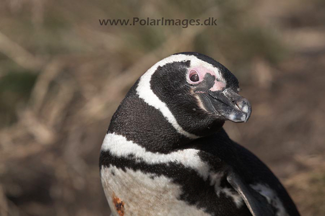 Magellanic penguin, Falkland Islands_MG_1671