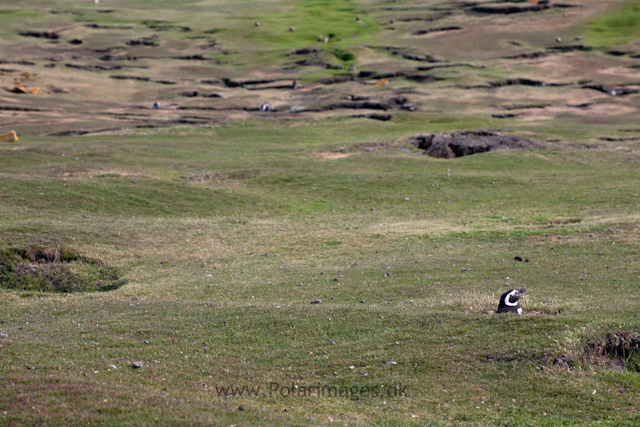 Magellanic penguin, Saunders Island_MG_9307