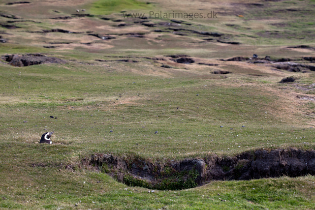 Magellanic penguin, Saunders Island_MG_9309