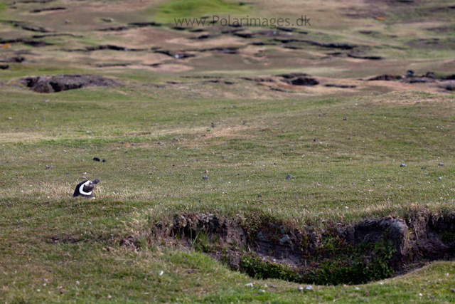 Magellanic penguin, Saunders Island_MG_9313