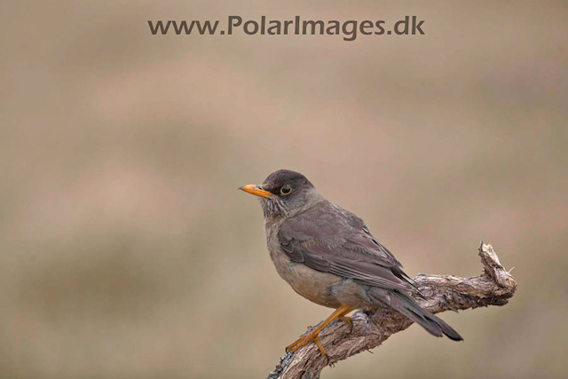 New Island Falkland thrush_MG_6528