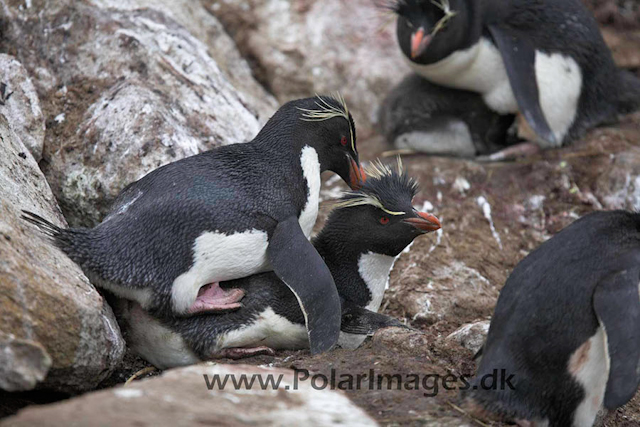 New Island Rockhopper_MG_6536