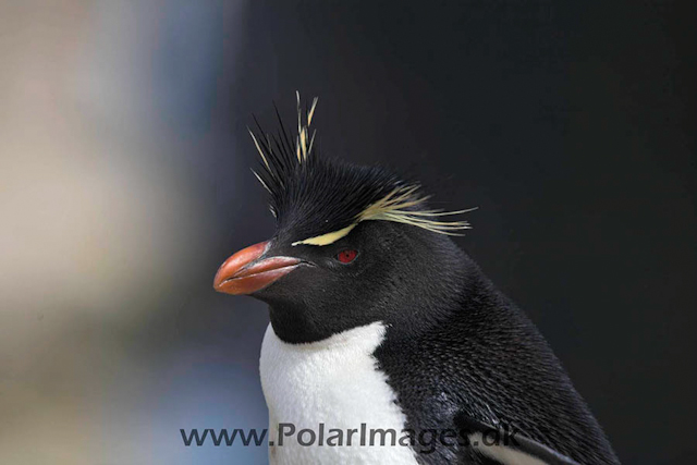 New Island Rockhopper_MG_6801