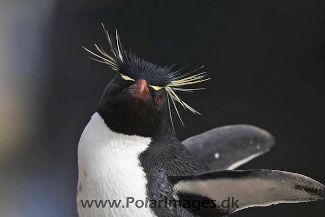 New Island Rockhopper_MG_6804