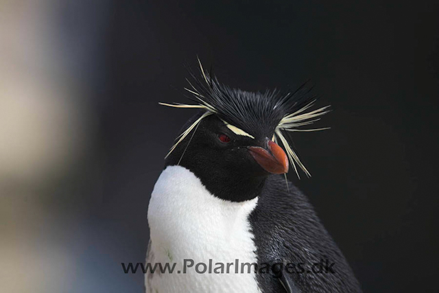 New Island Rockhopper_MG_6809