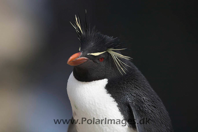 New Island Rockhopper_MG_6813